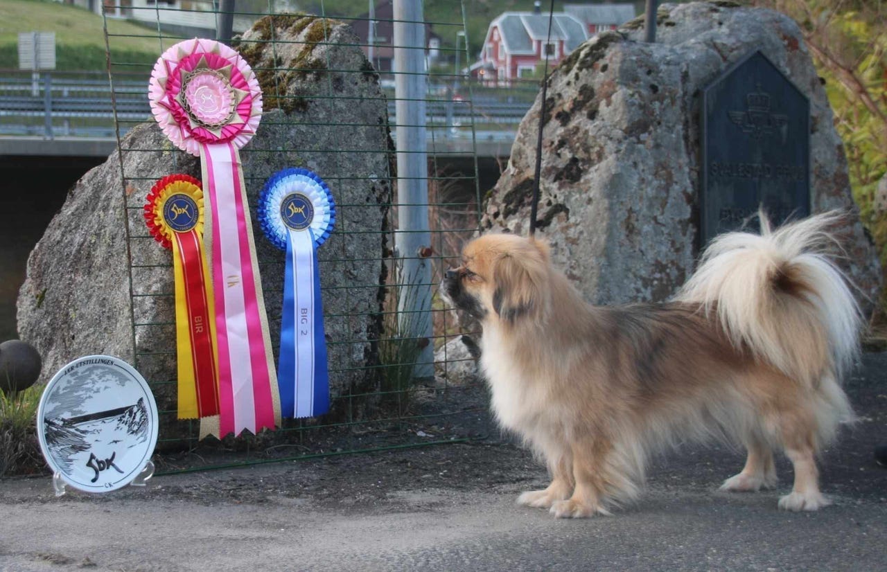 Tibetansk spaniel