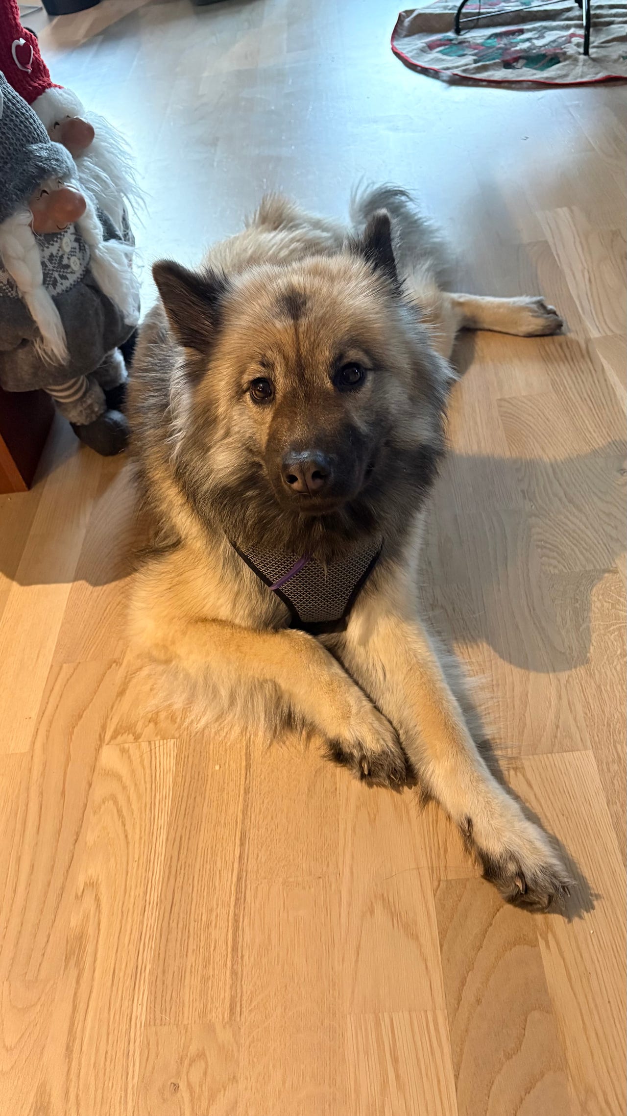 Eurasier