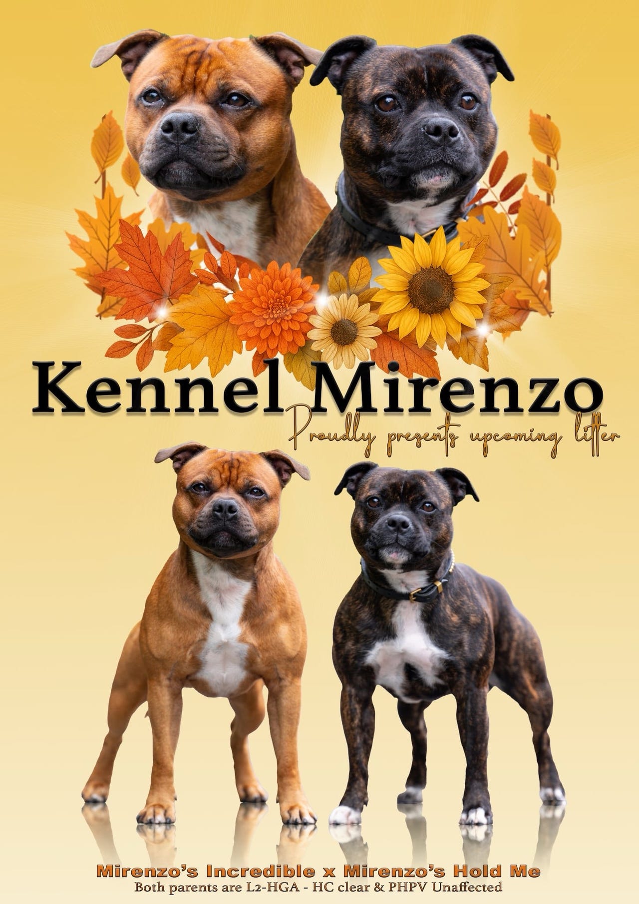 Staffordshire bull terrier