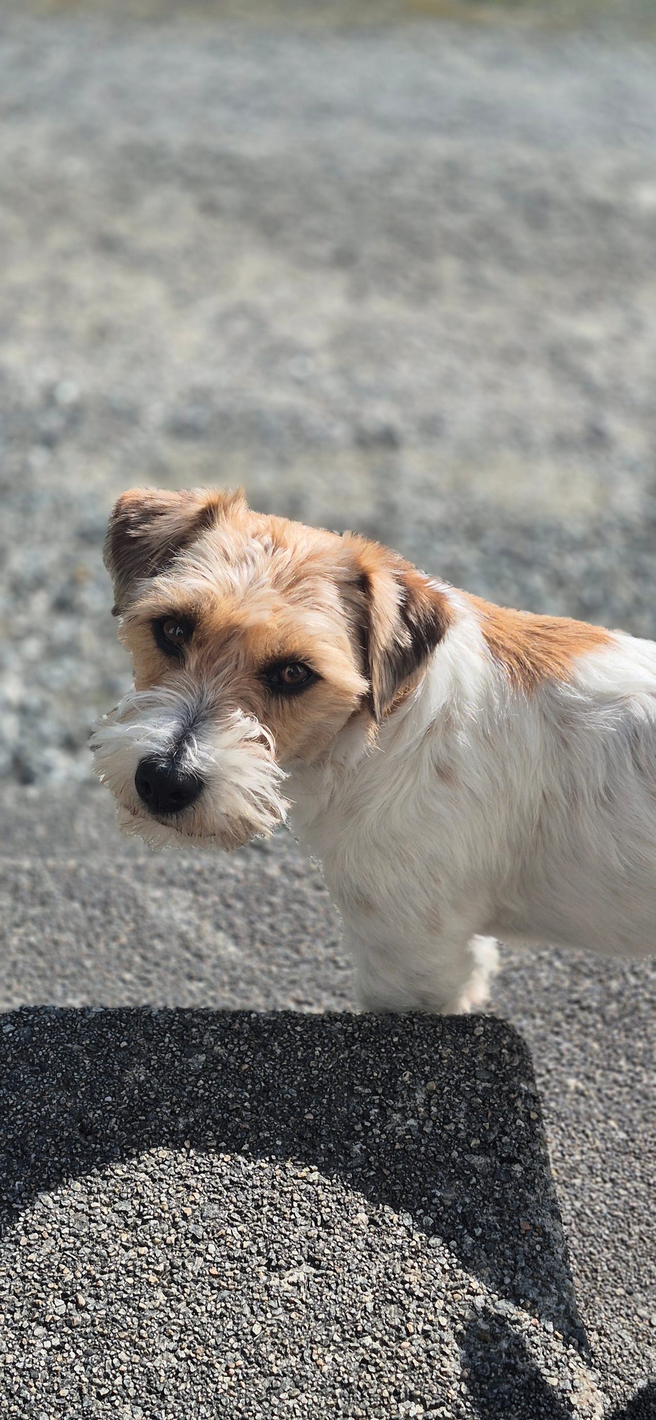 Jack russell terrier