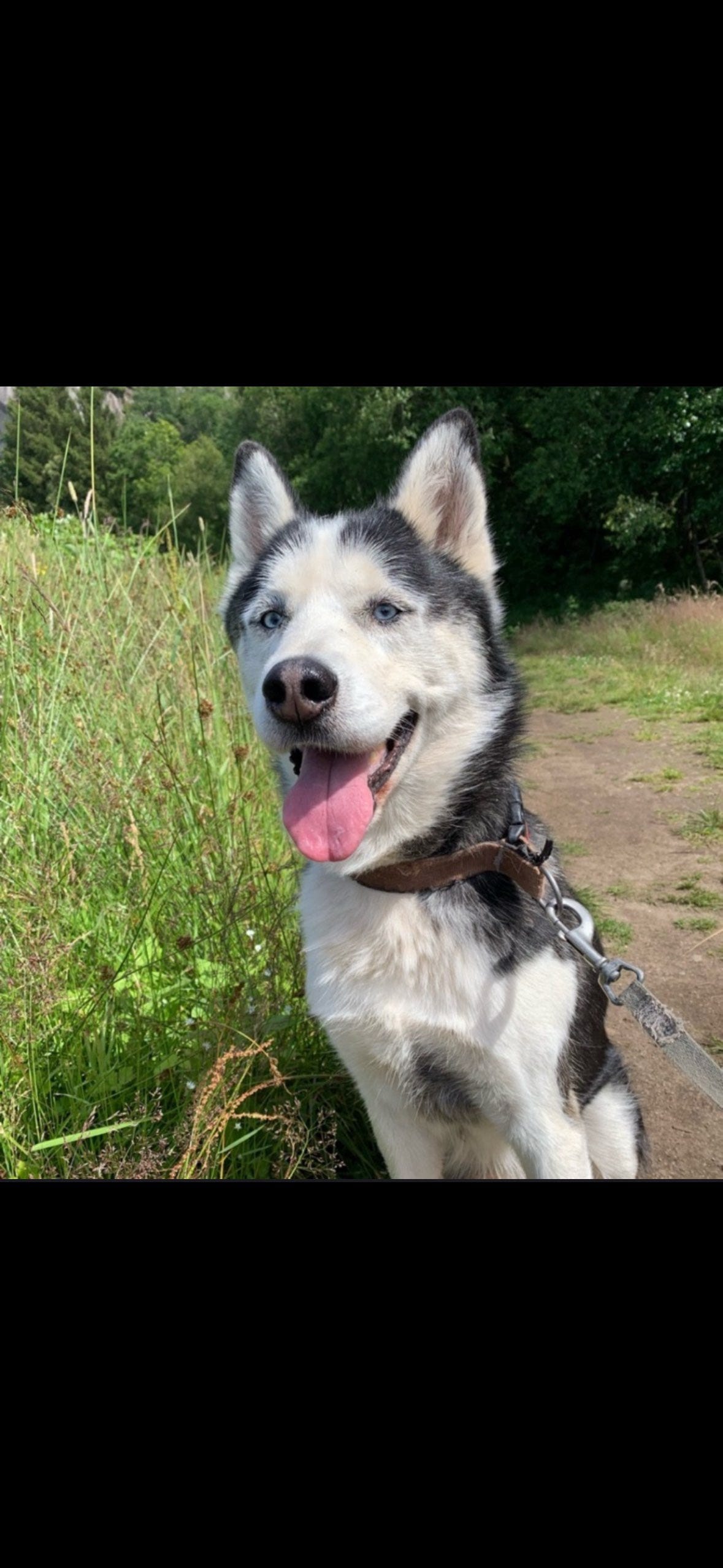 Siberian husky