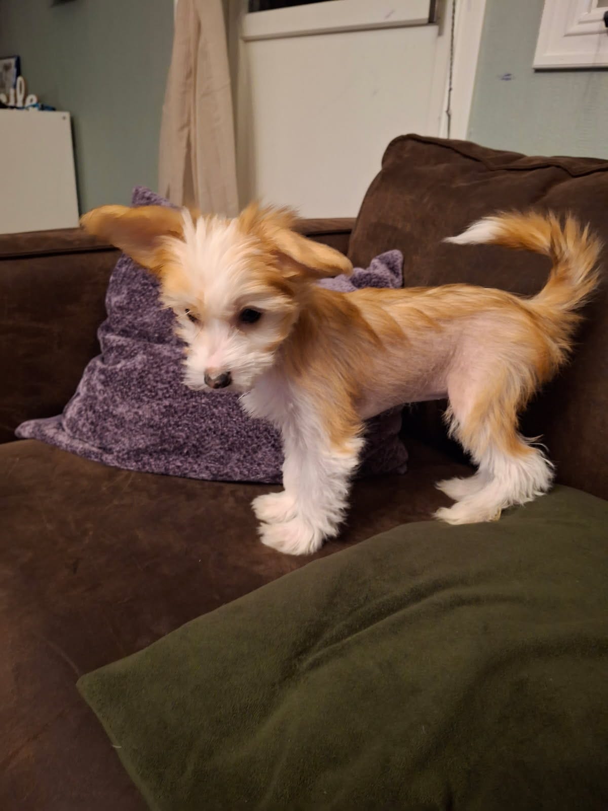 Chinese crested