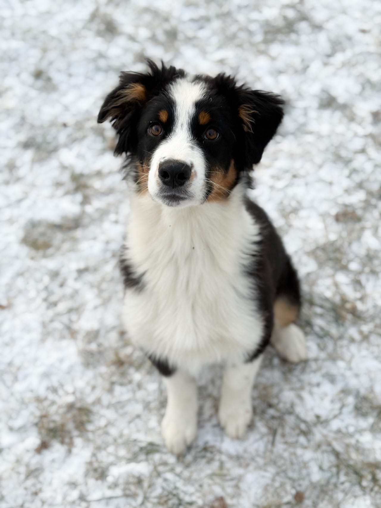 Australian shepherd