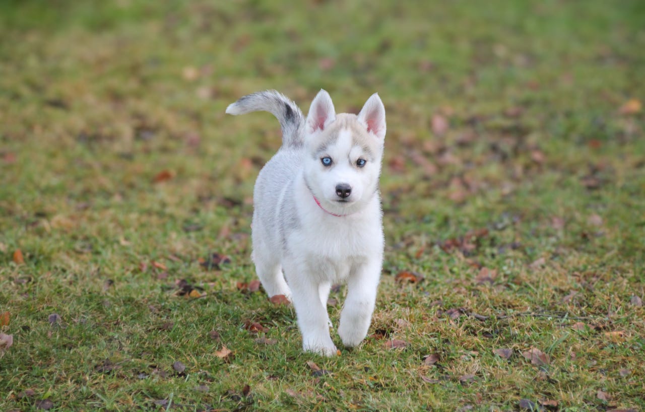 Siberian husky