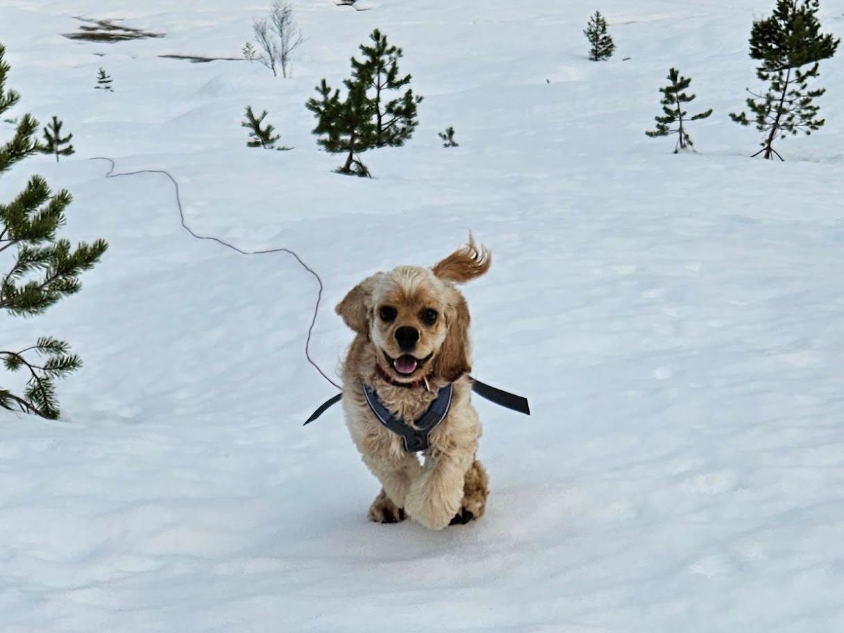 Amerikansk cocker spaniel