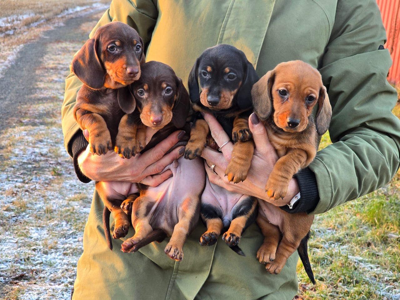 Dachshund korthåret