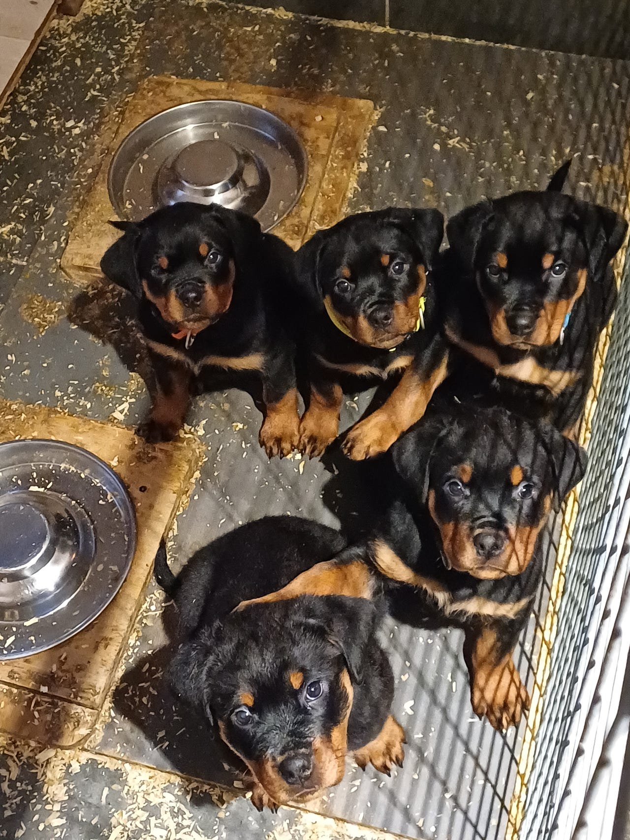 Rottweiler