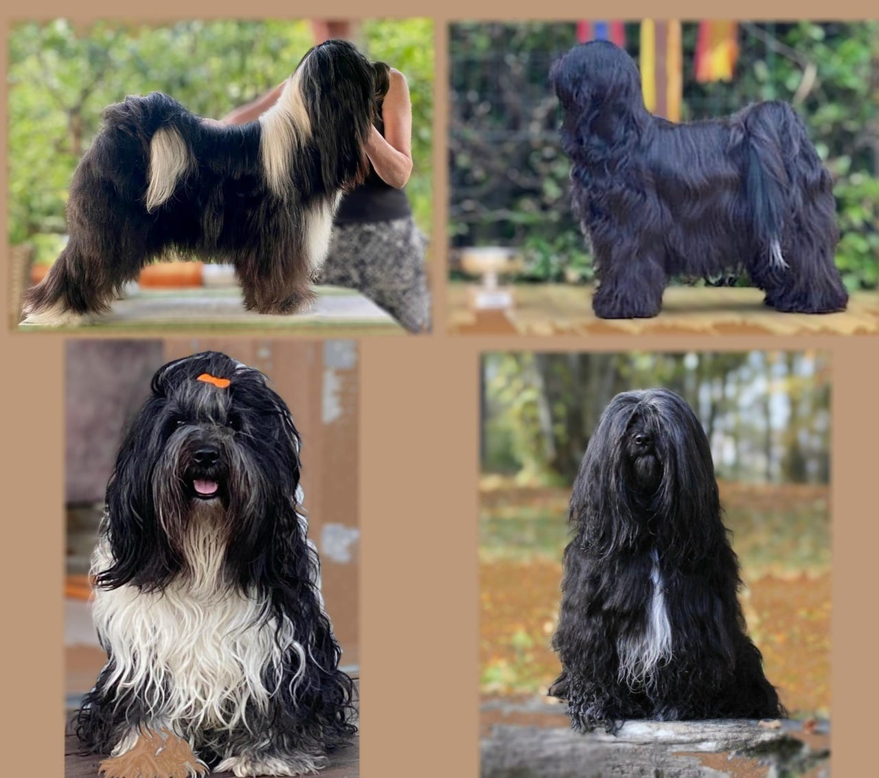 Tibetansk terrier