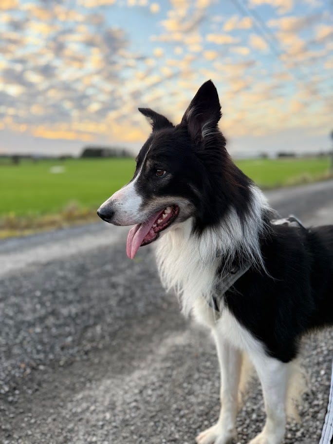 Border collie