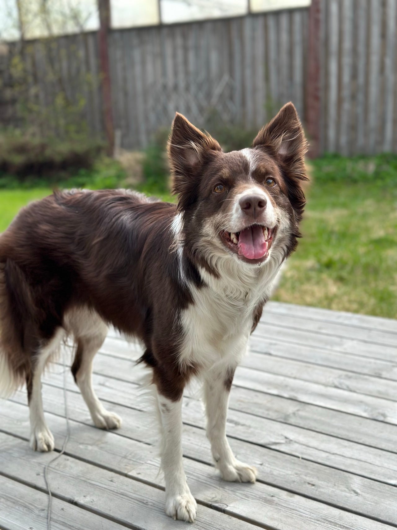 Border collie