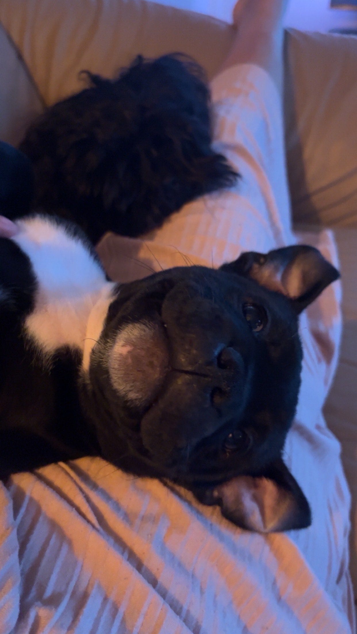 Staffordshire bull terrier