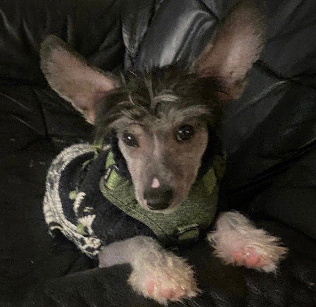 Chinese crested