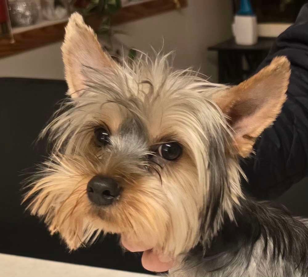 Yorkshire terrier