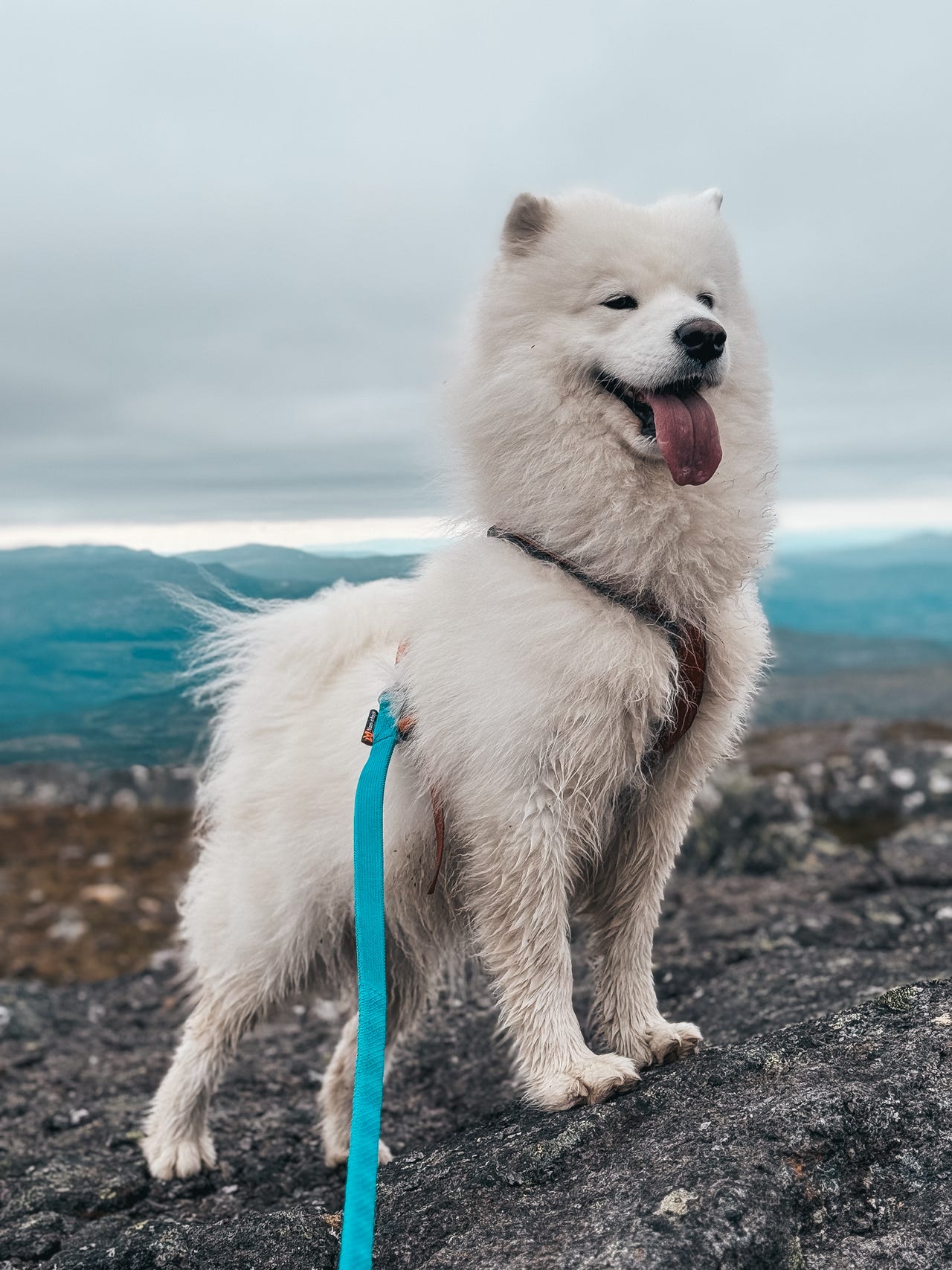 Samojedhund