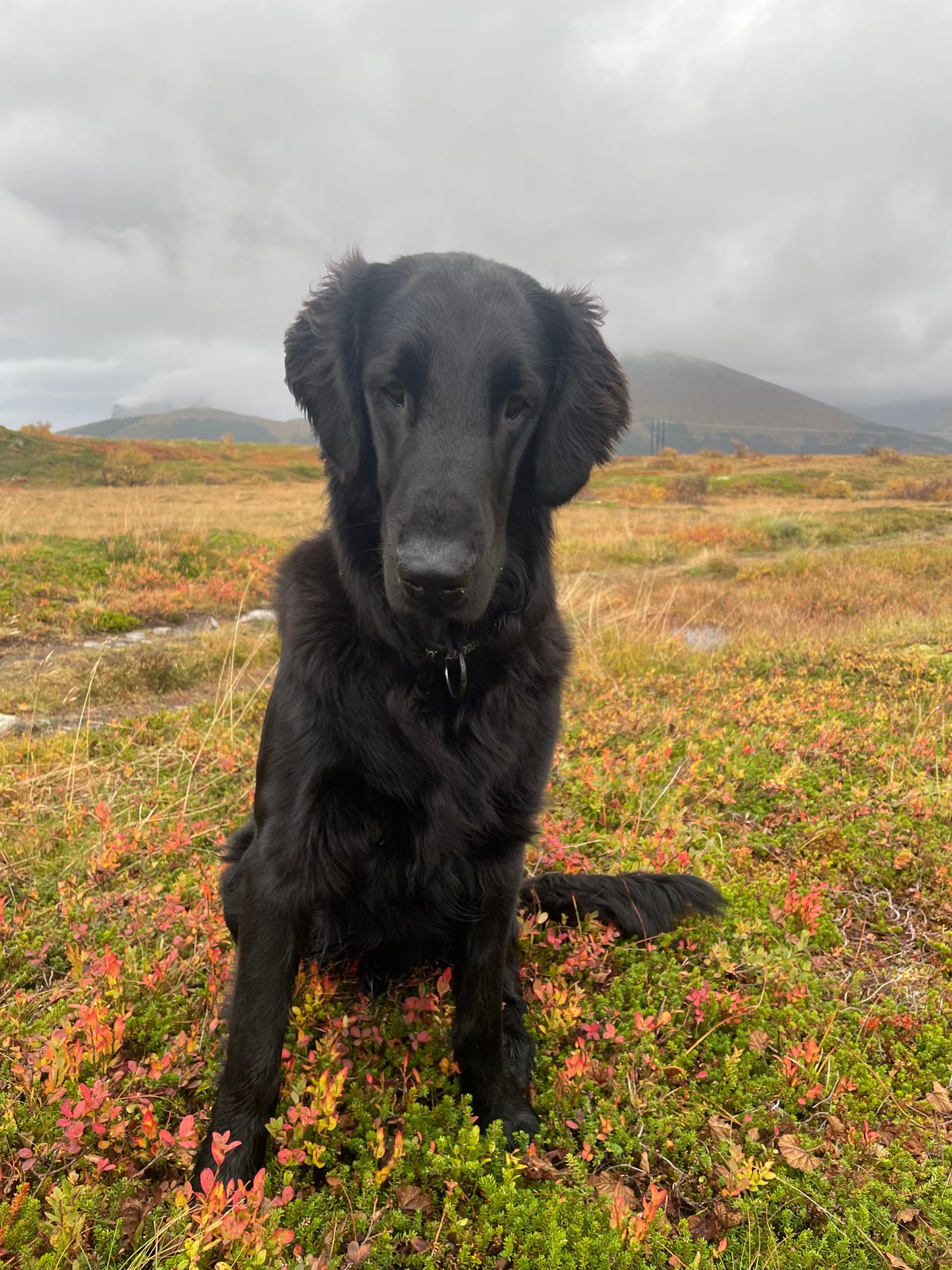 Flat coated retriever