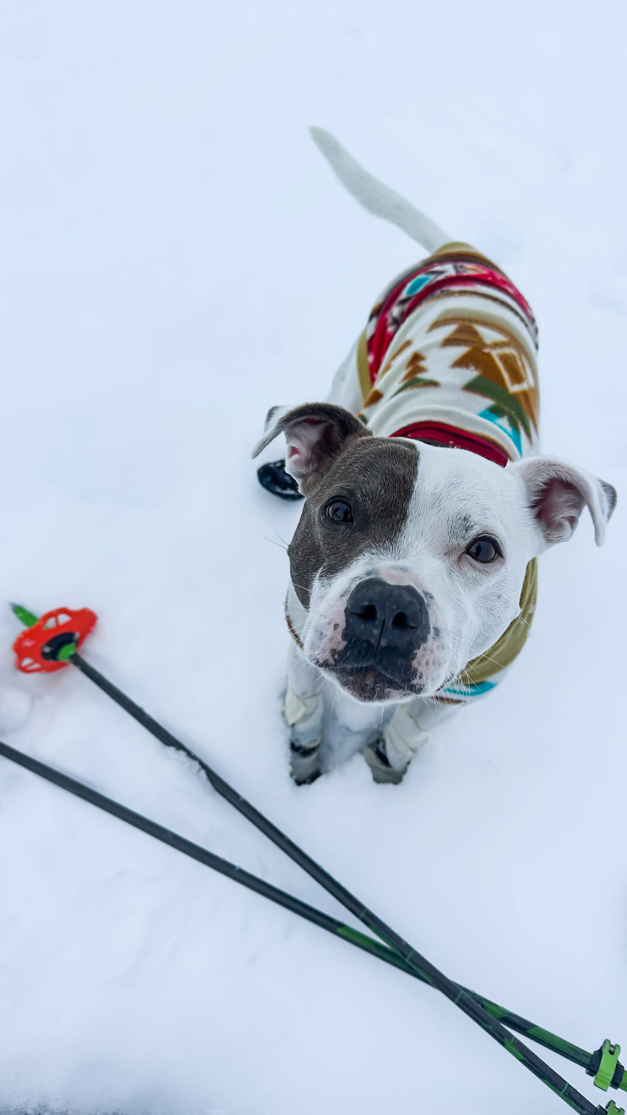 Staffordshire bull terrier