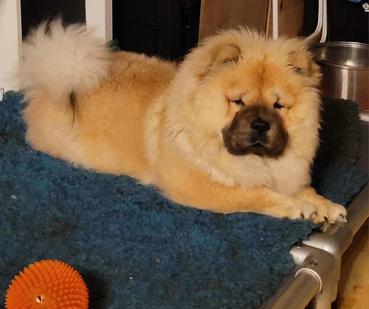 Chow chow