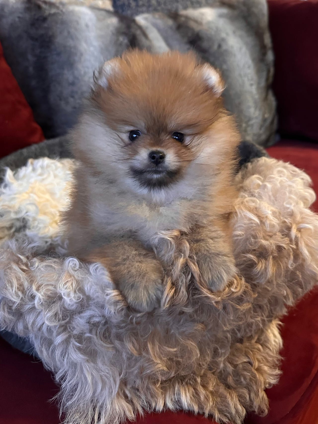 Pomeranian