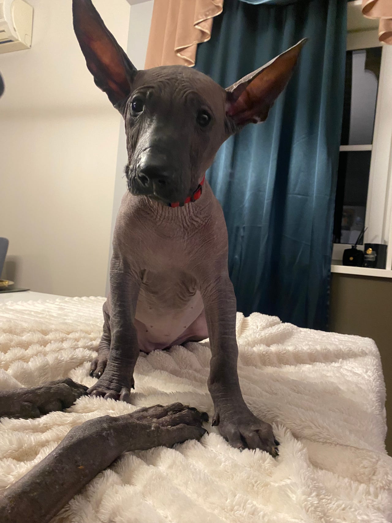 Xoloitzcuintle stor