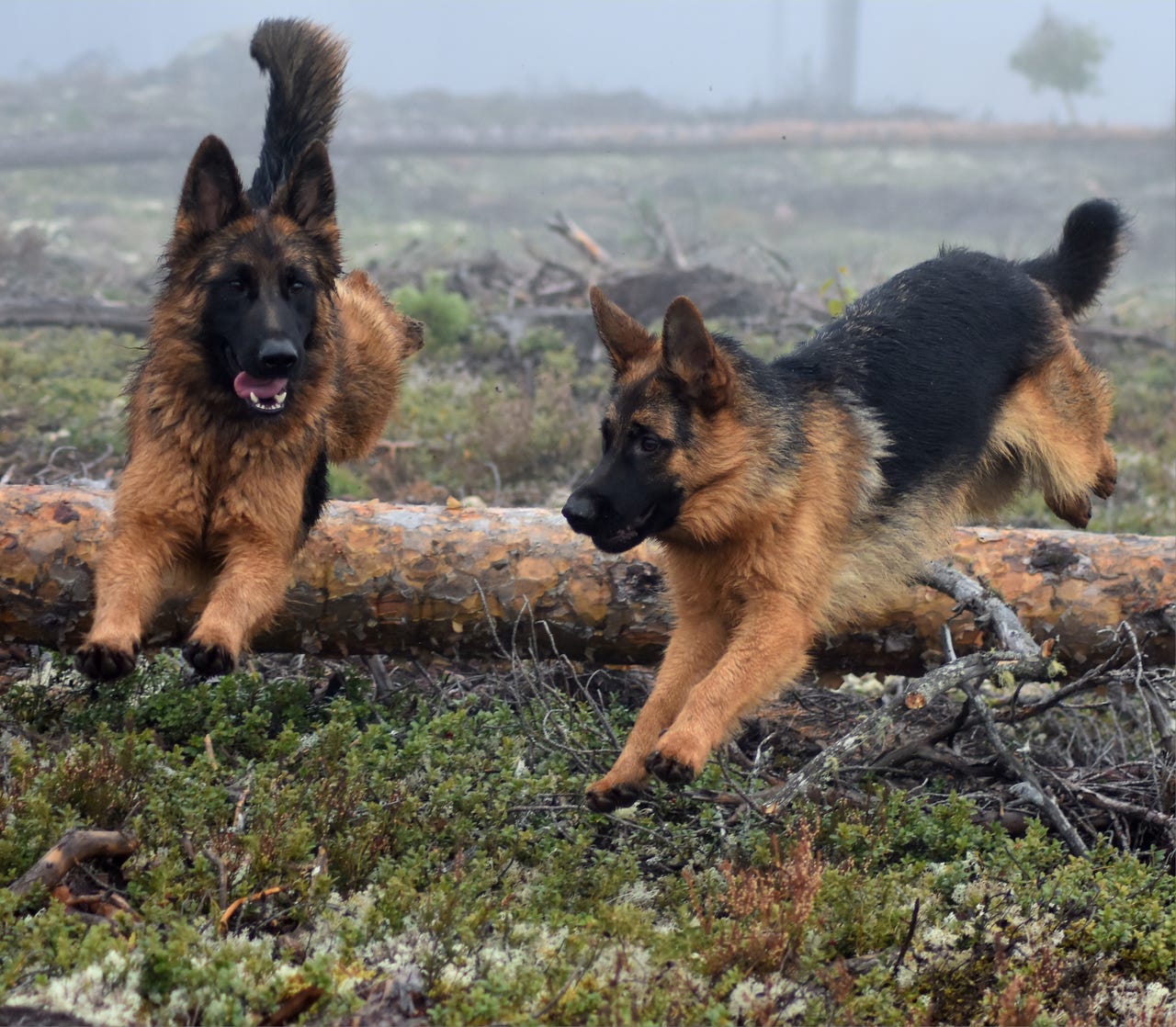 Schäferhund langhår