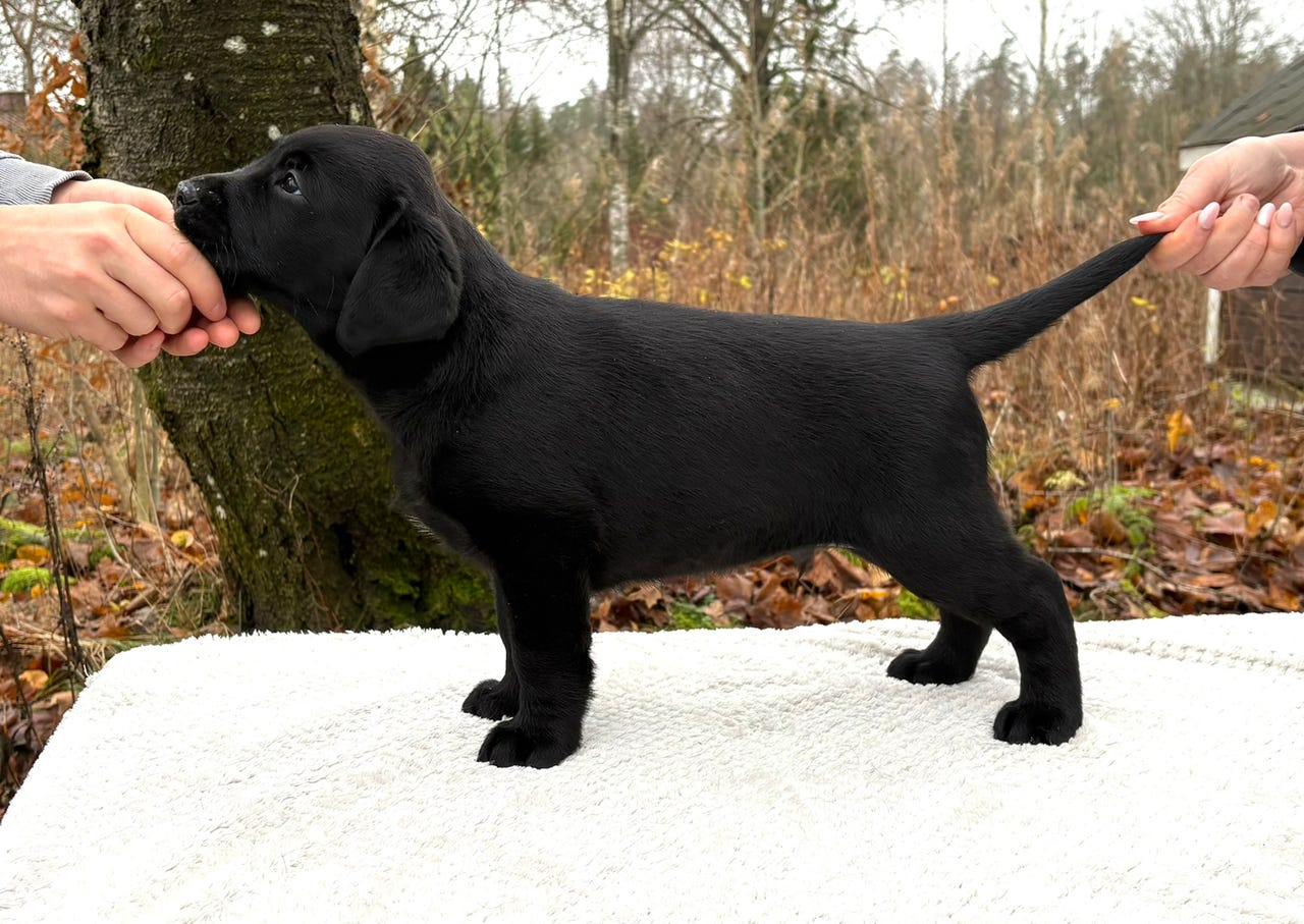 Labrador retriever