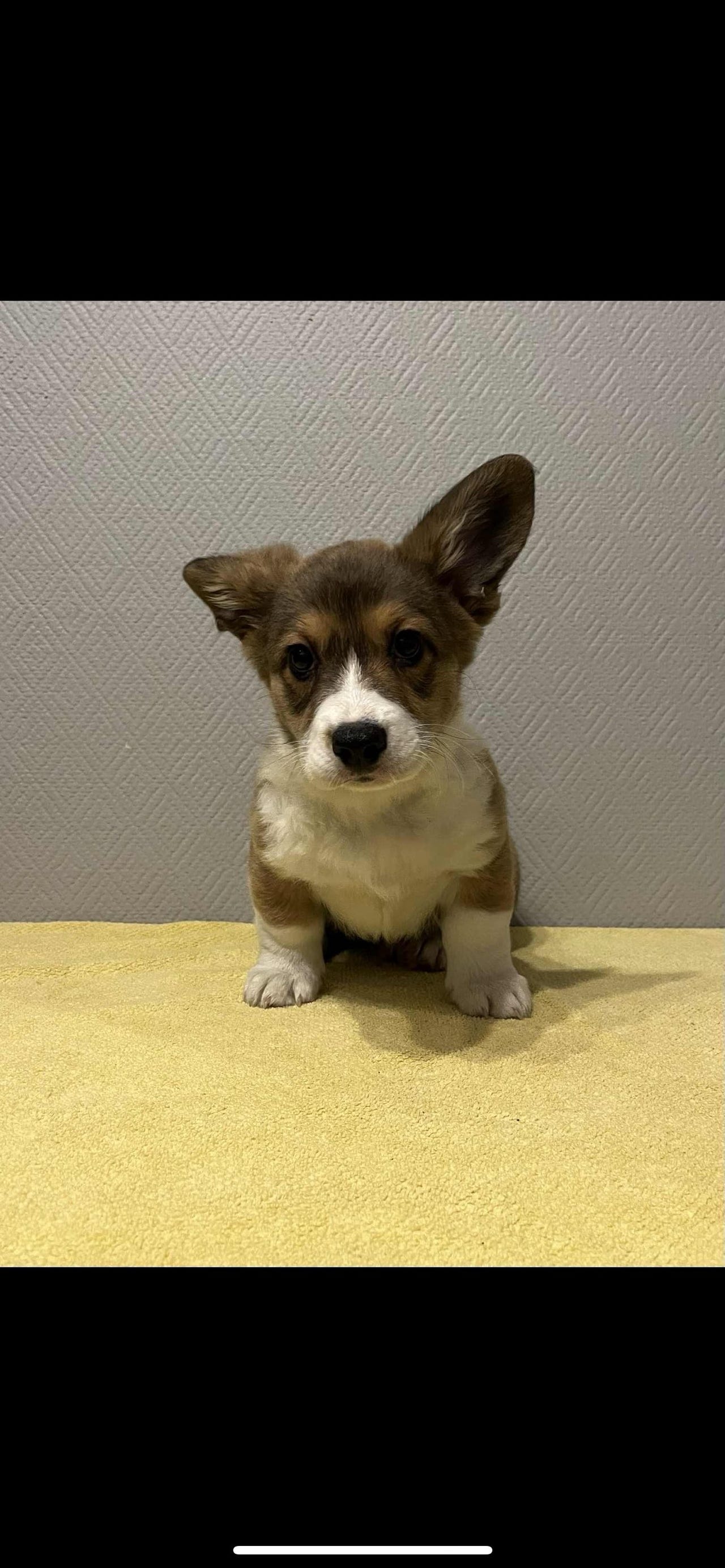 Welsh corgi cardigan