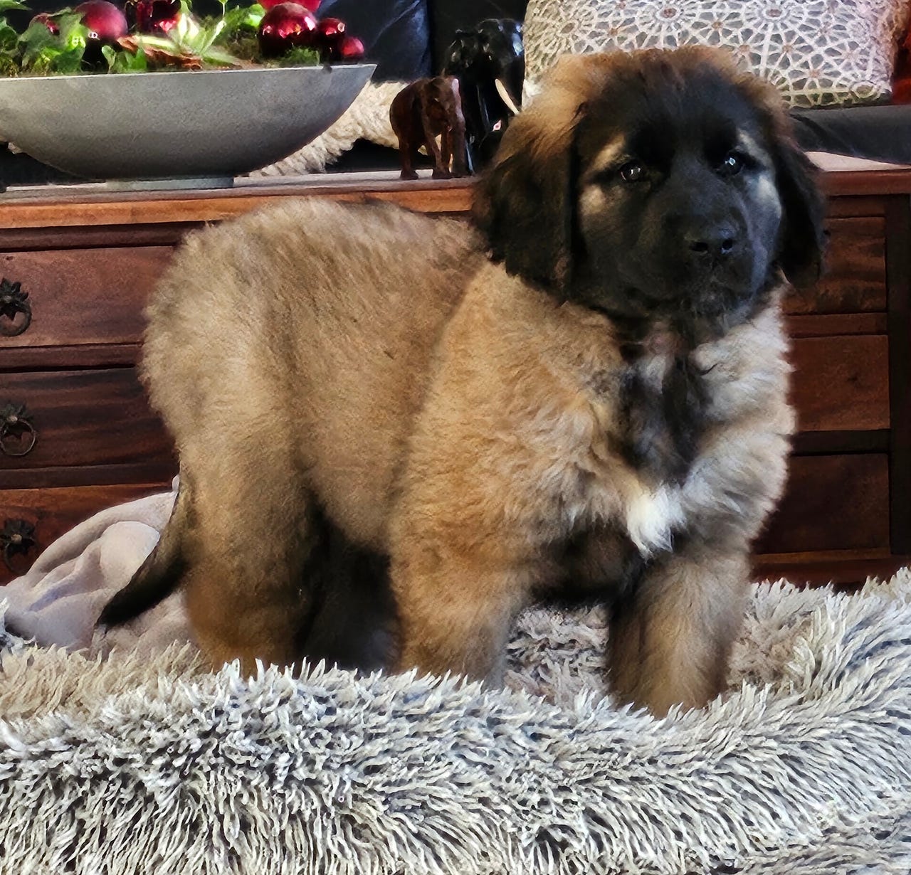 Leonberger