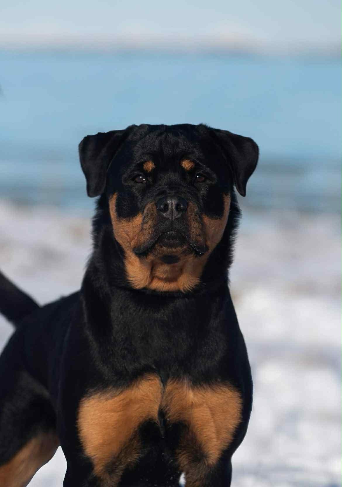 Rottweiler