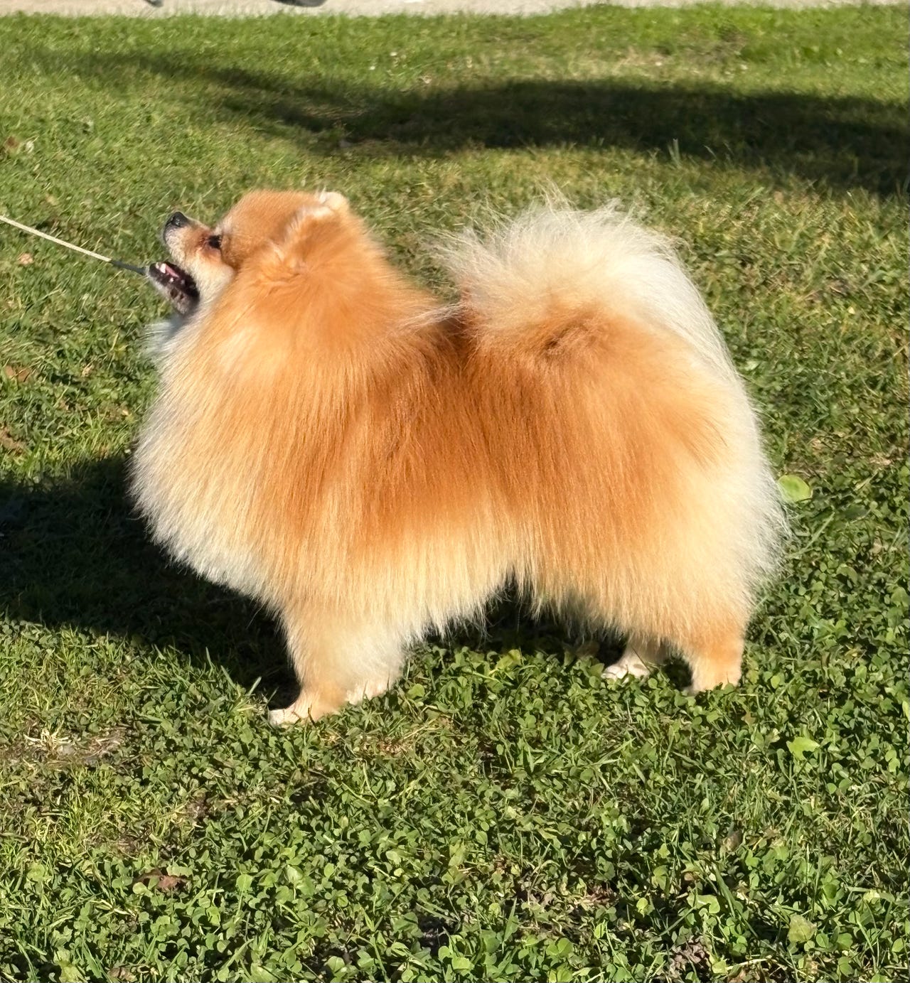 Pomeranian