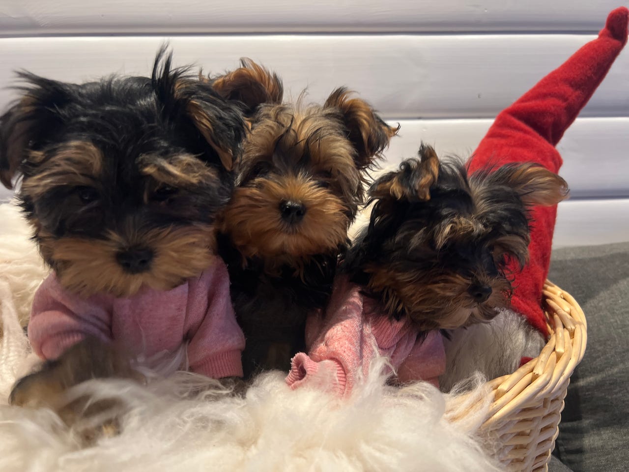 Yorkshire terrier