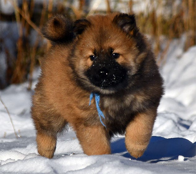 Eurasier