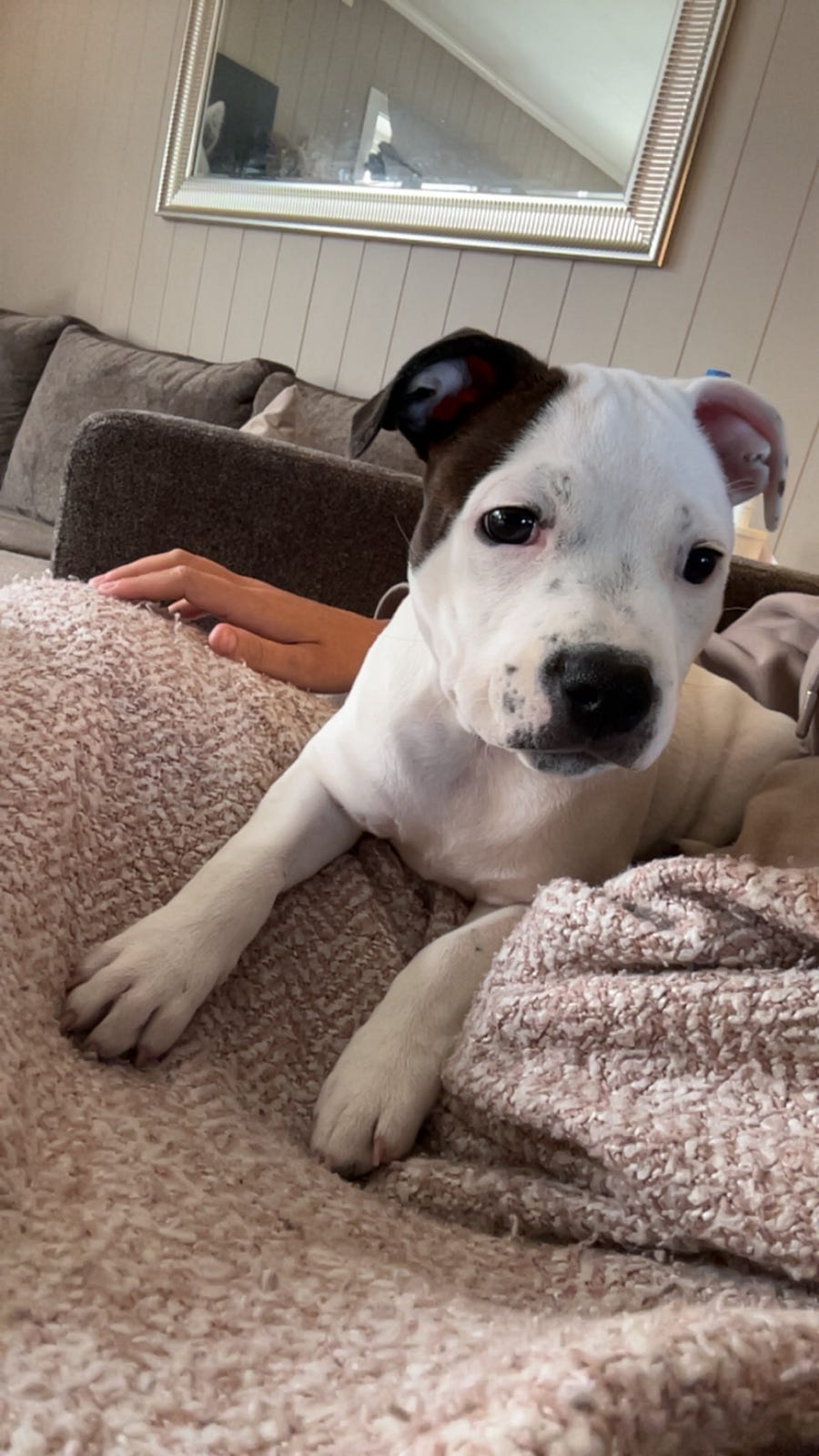 Staffordshire bull terrier