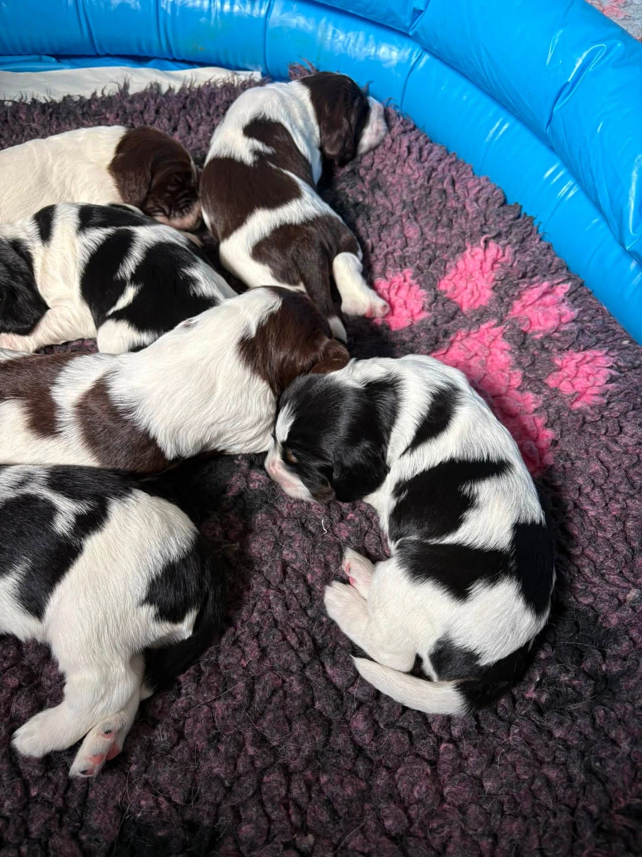 Engelsk springer spaniel