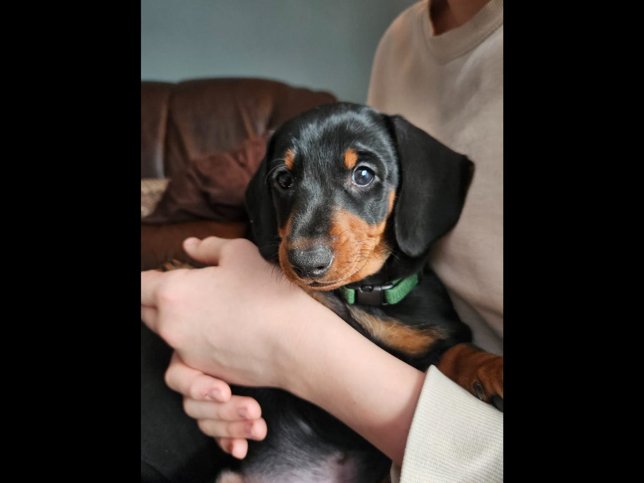 Dvergdachshund korthåret