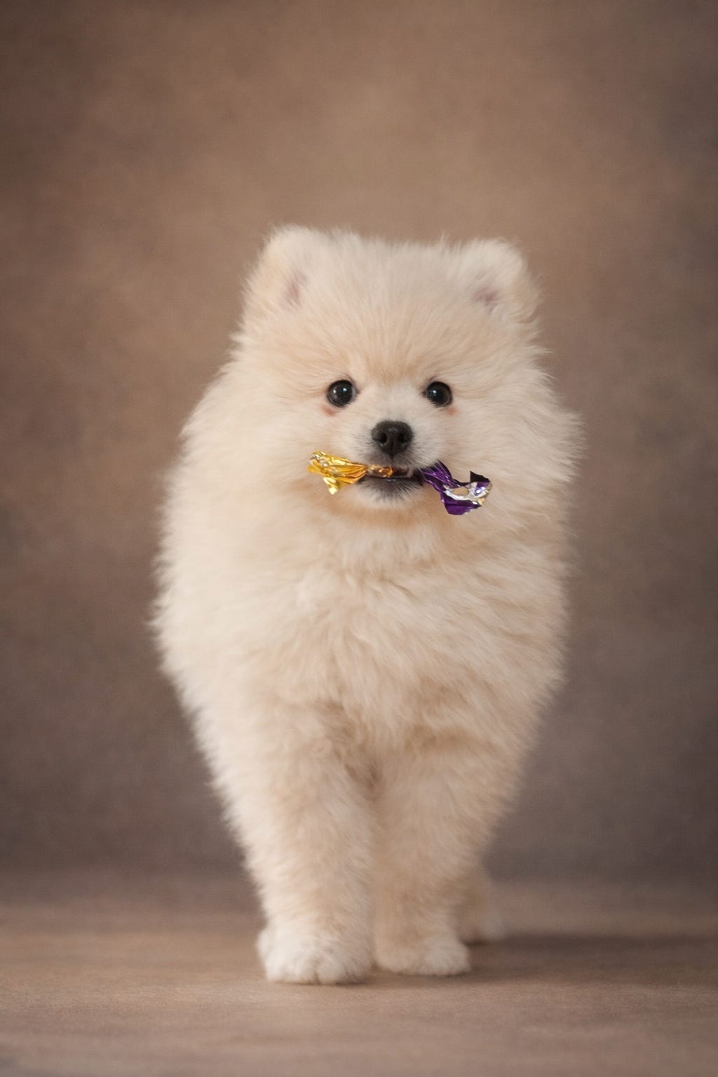 Pomeranian