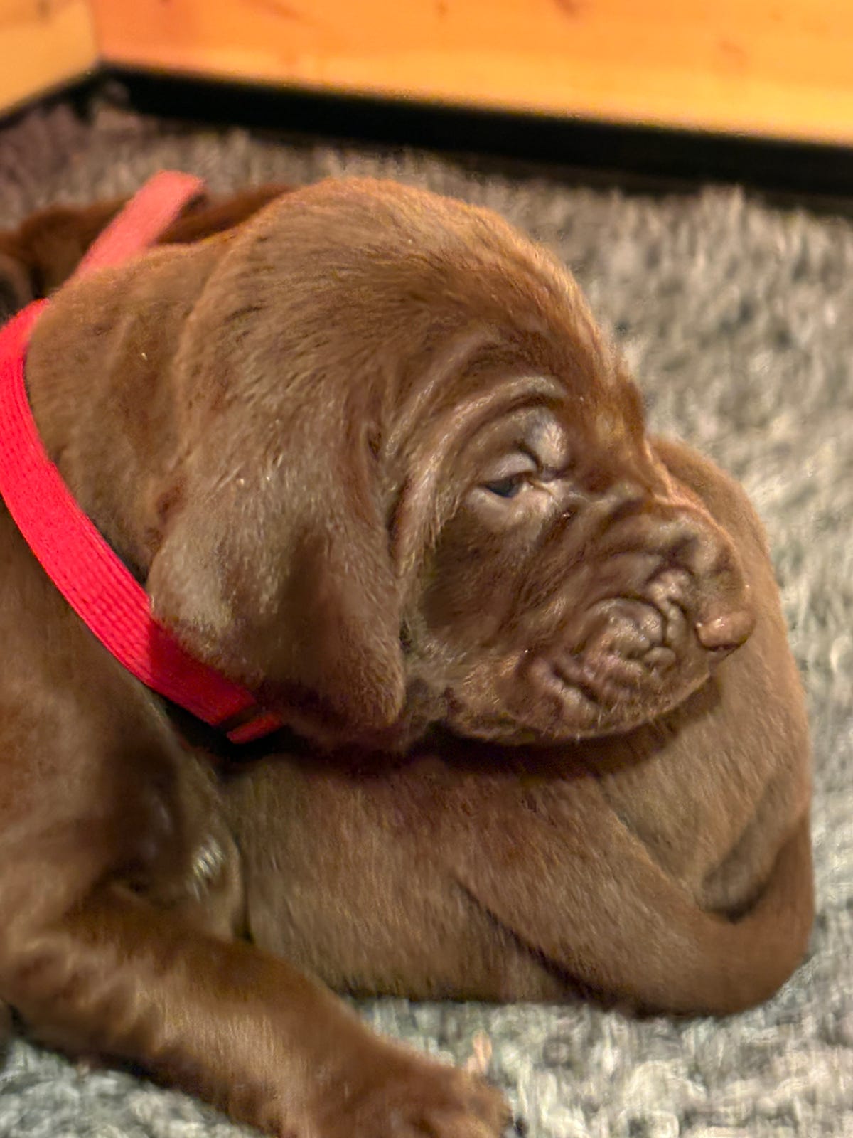 Vorstehhund korthåret