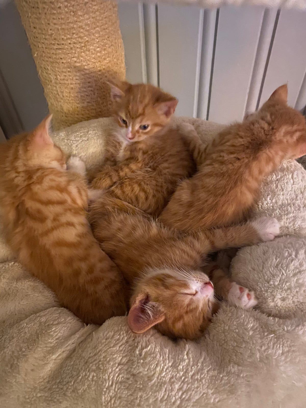 unikt-kull-nydelige-r-de-kattunger-finn-torget