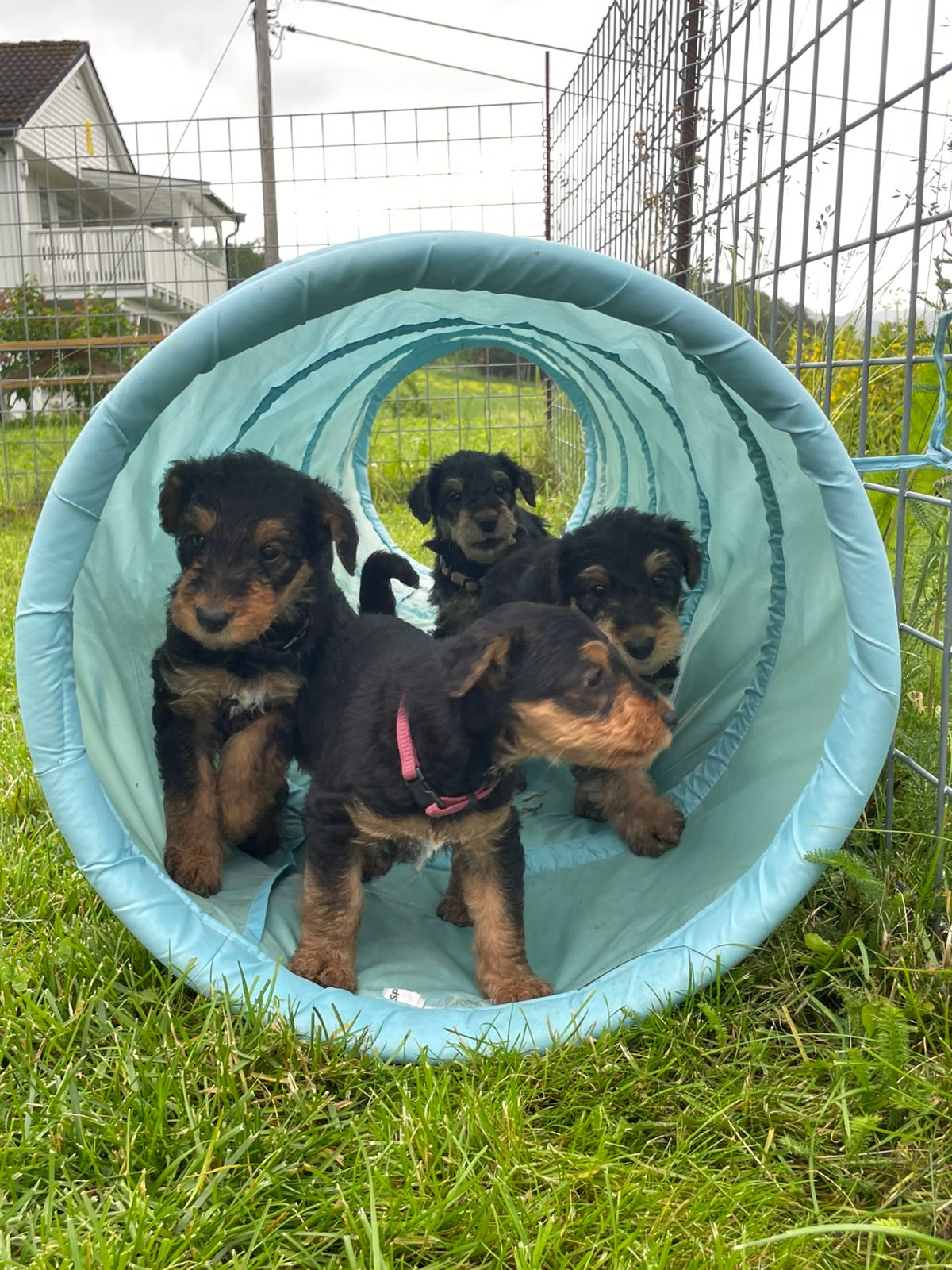 Airedale terrier