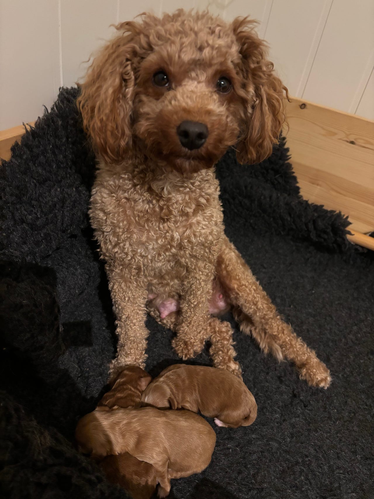 Cavapoo valper | FINN-torget