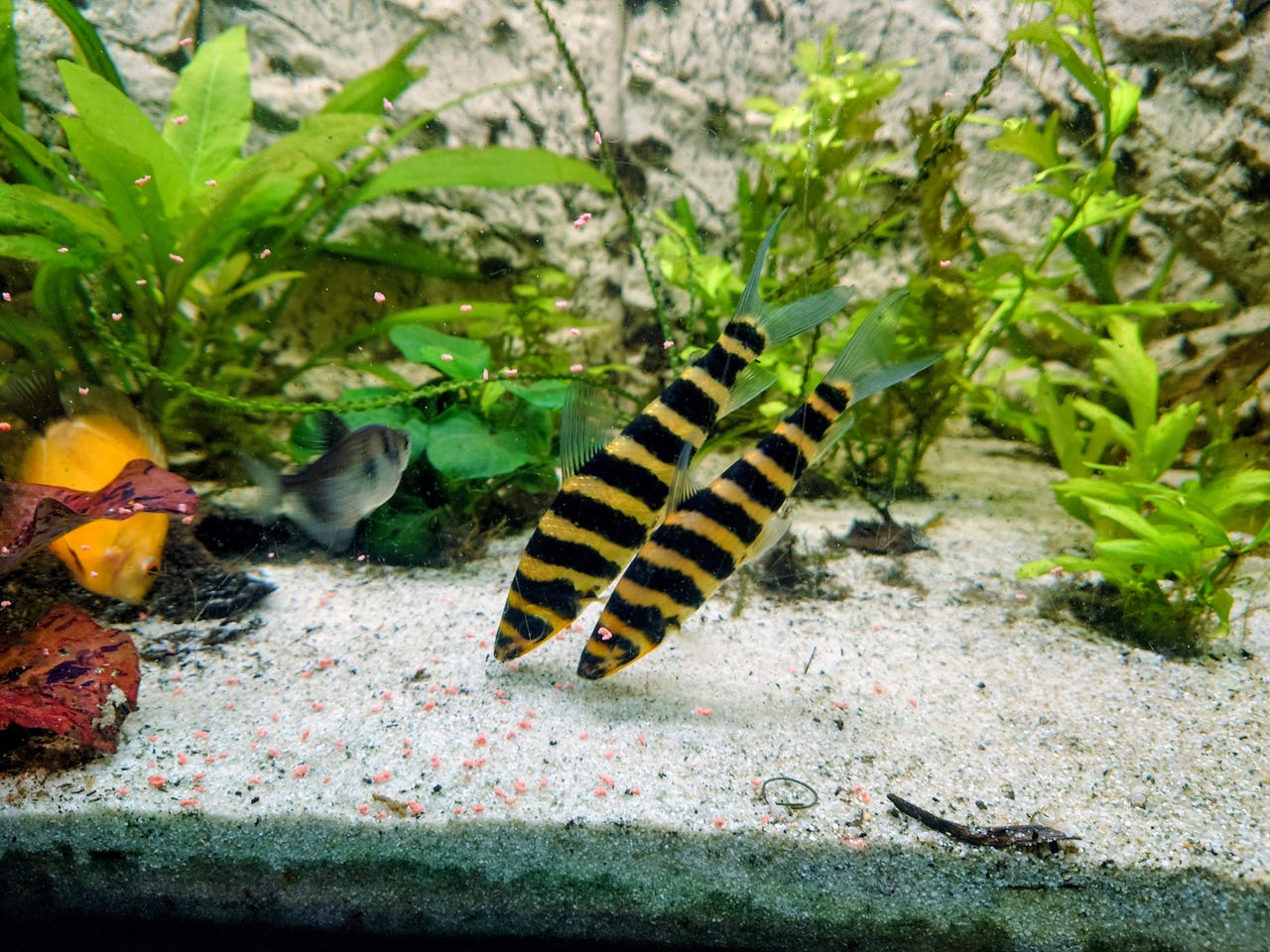 Leporinus Fasciatus (Svartbåndet Leporinus, Stripet leporinus ...