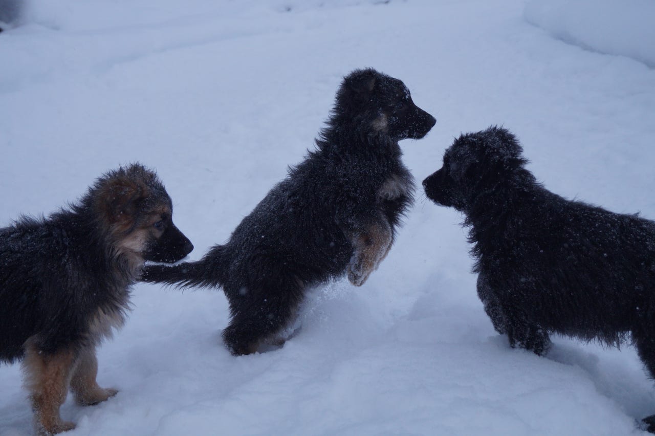 Schäferhund langhår