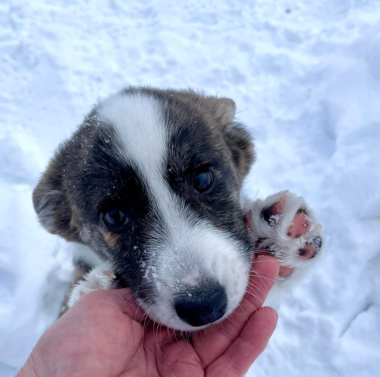 Welsh corgi cardigan
