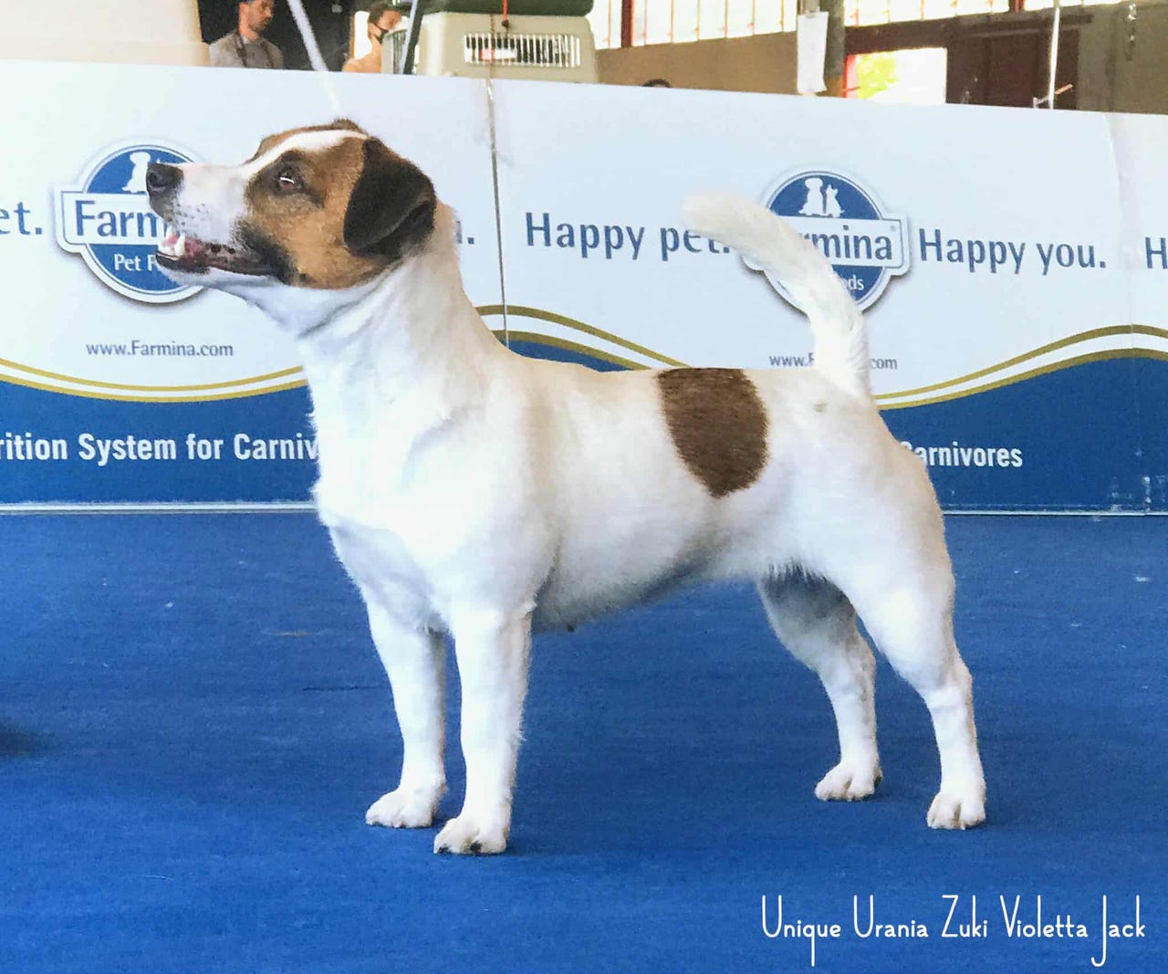 Jack russell terrier