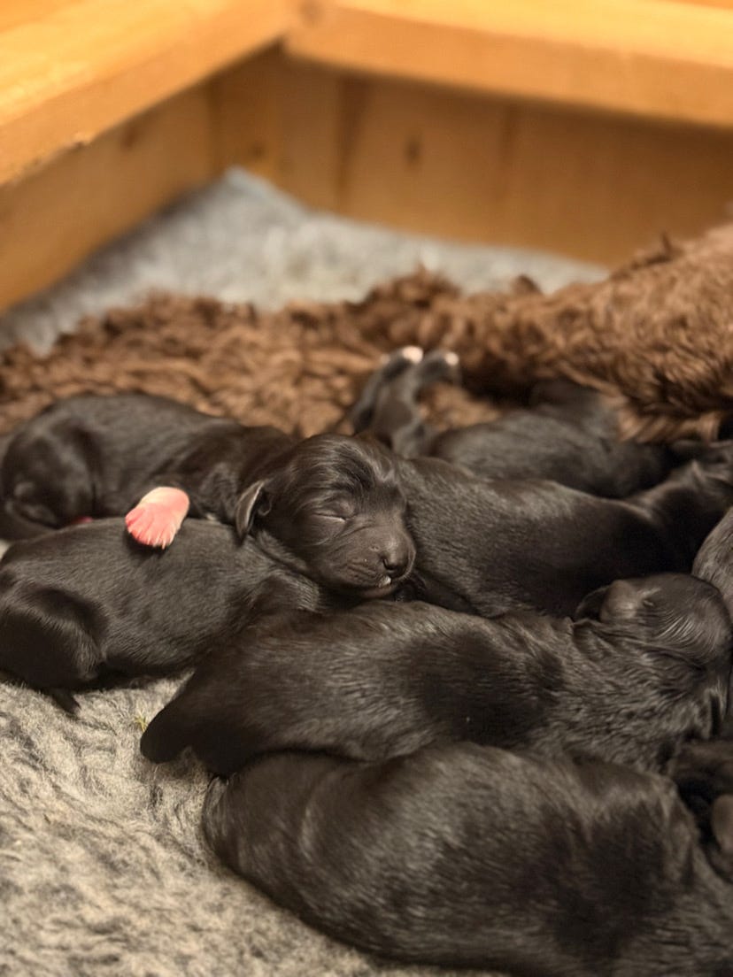 Portugisisk vannhund