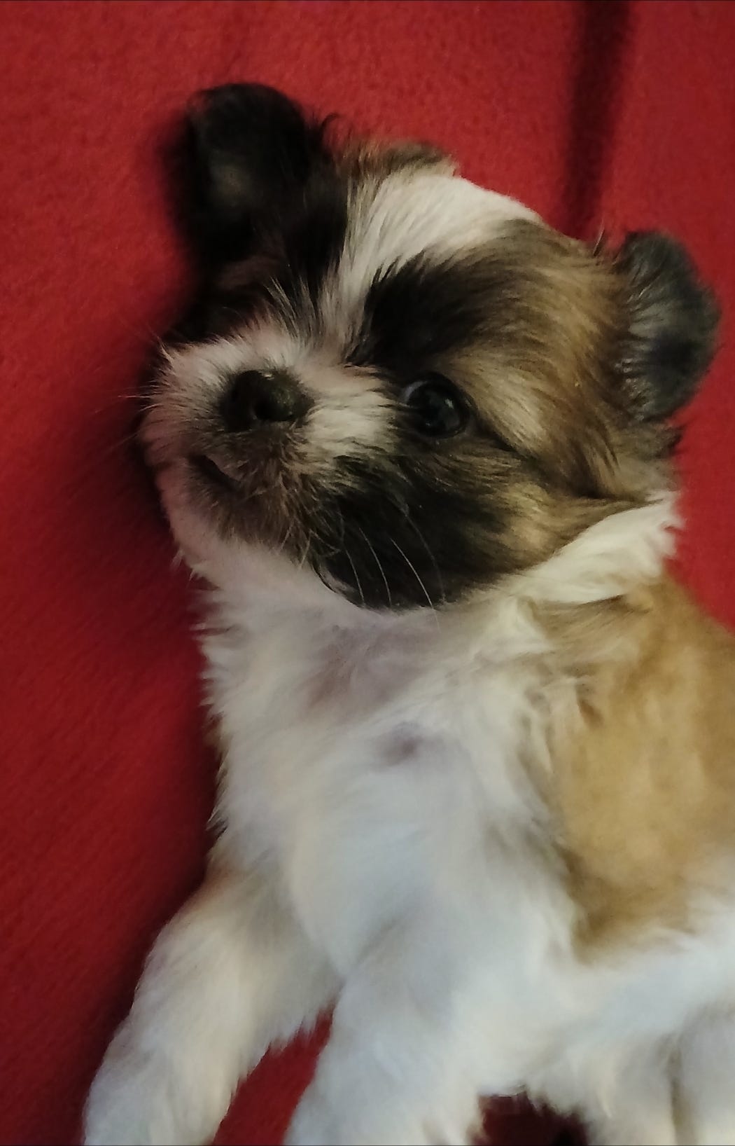 Shih tzu