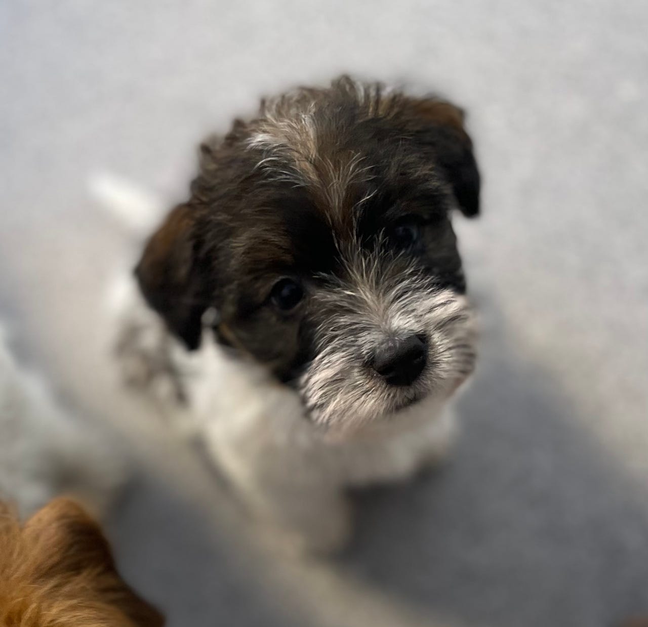 Jack russell terrier