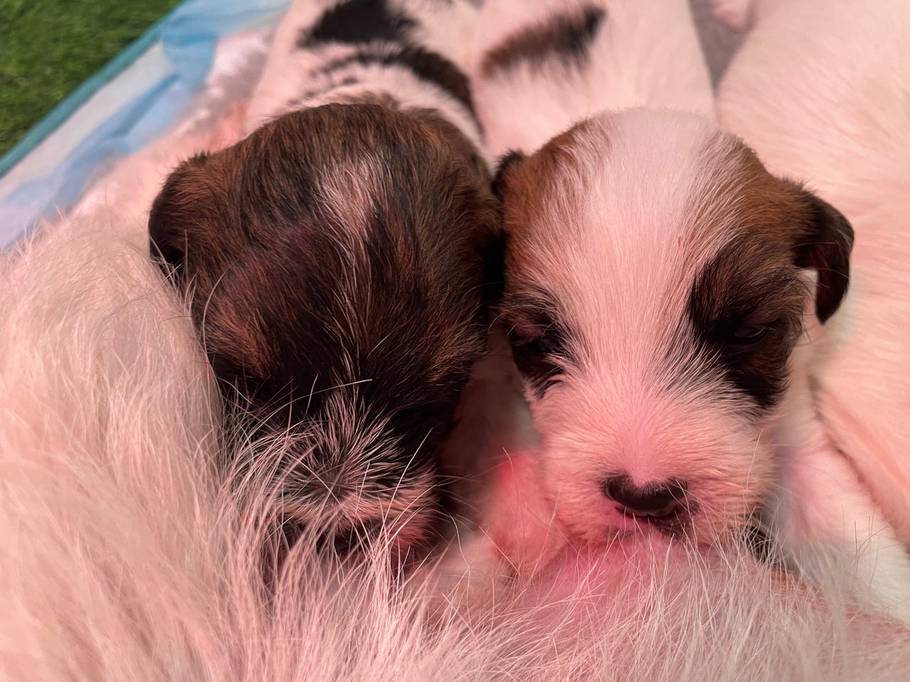 Jack russell terrier