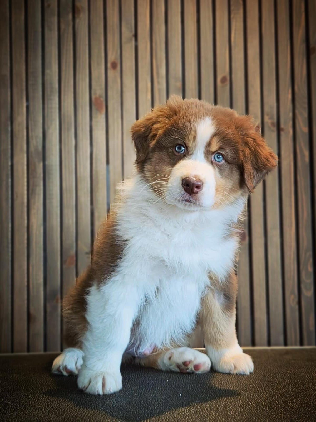 Australian shepherd