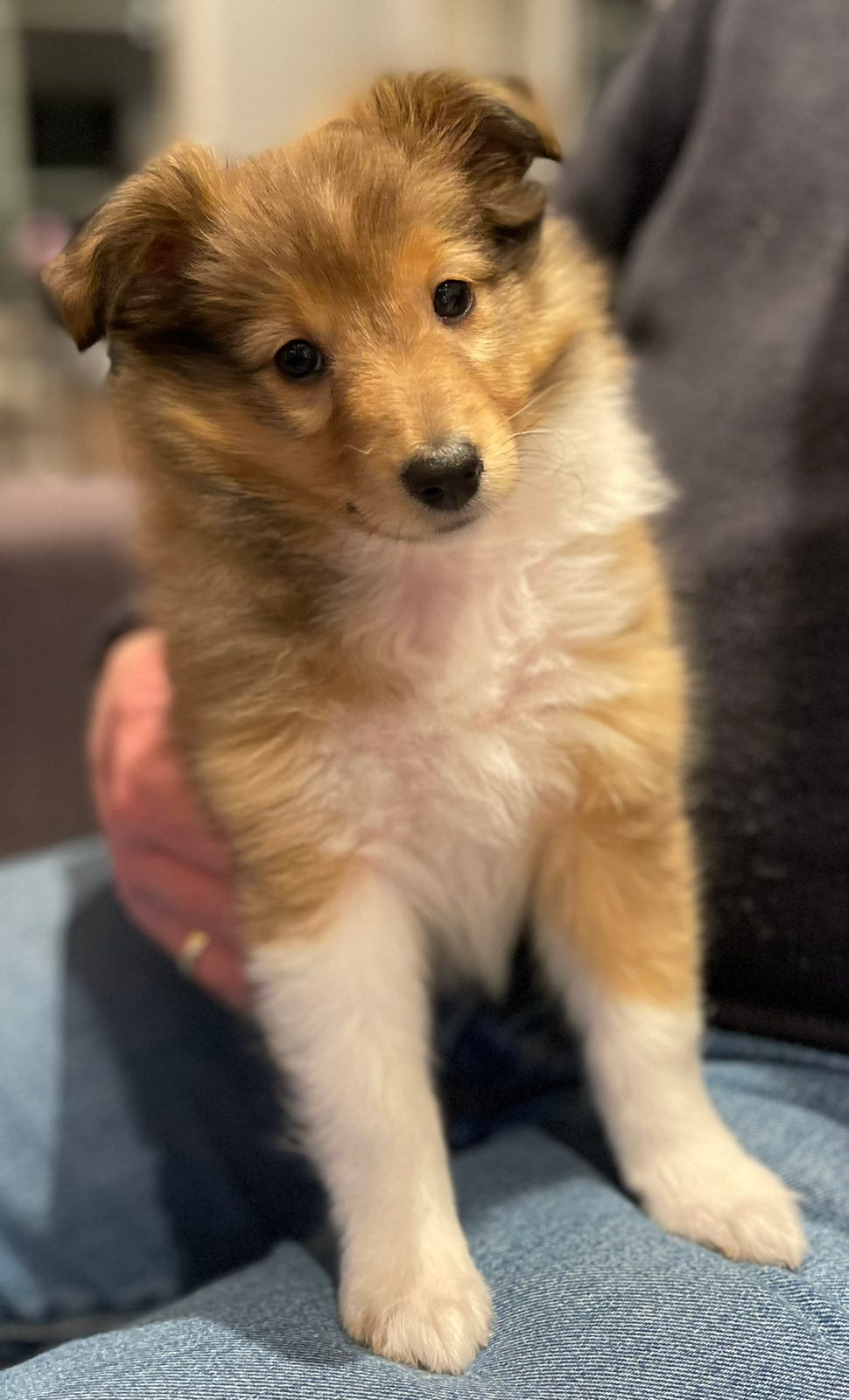 shetland-sheepdog-valper-finn-torget