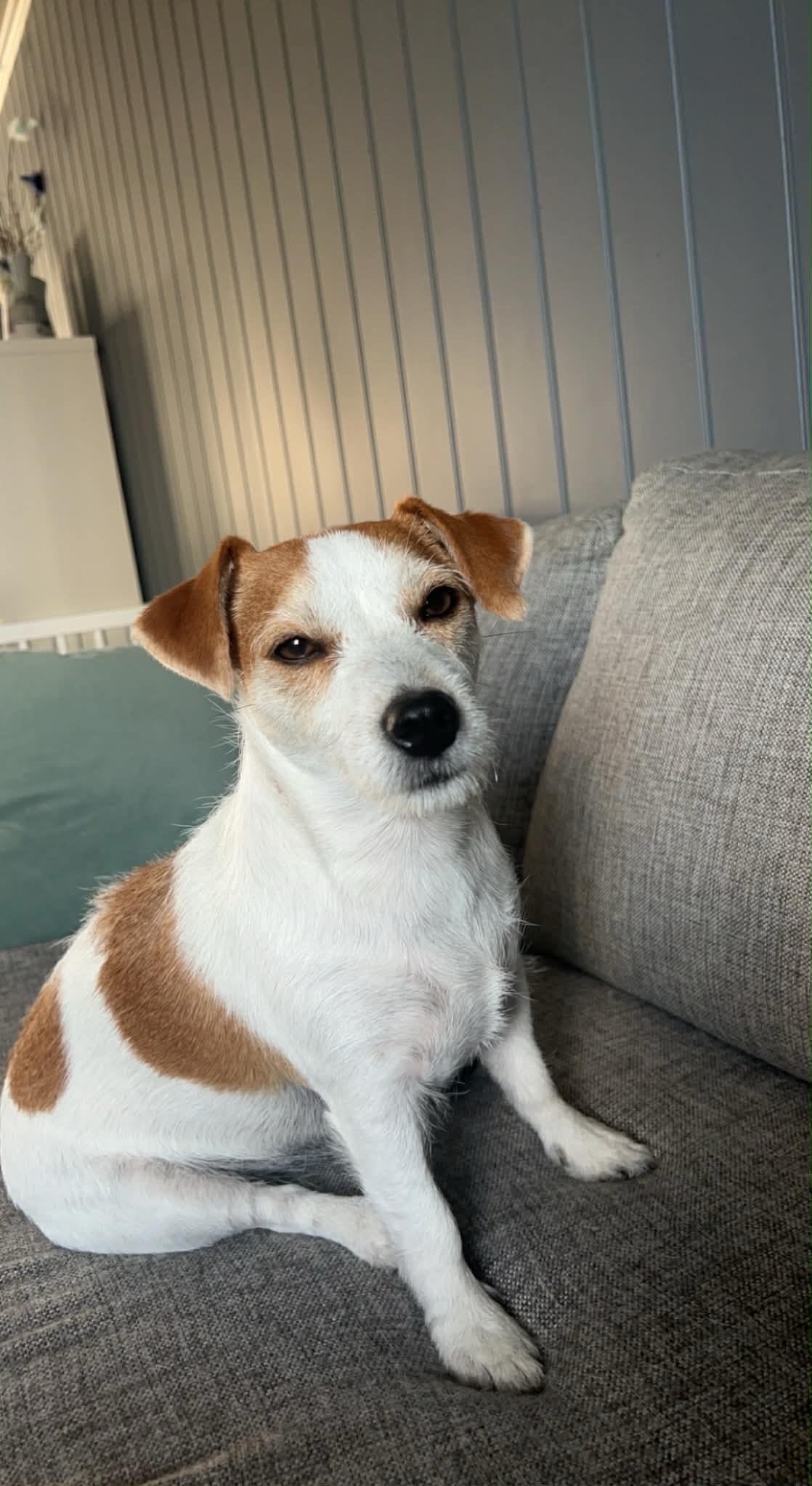 Jack russell terrier